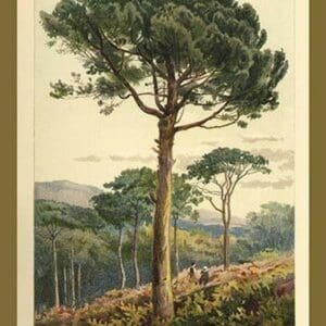 Stone Pine by W.H.J. Boot - Art Print