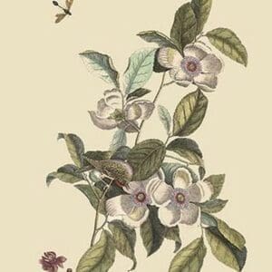 Stuartia - Camellia by Mark Catesby #2 - Art Print