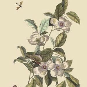 Stuartia - Camellia by Mark Catesby - Art Print