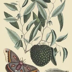 Sugar Apple & Carolina Moth by Mark Catesby #2 - Art Print
