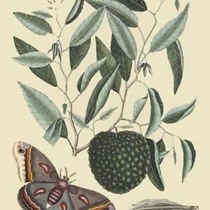 Sugar Apple & Carolina Moth by Mark Catesby - Art Print