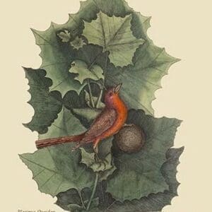 Summer Redbird by Mark Catesby #2 - Art Print