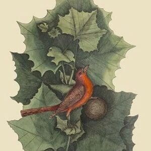Summer Redbird by Mark Catesby - Art Print