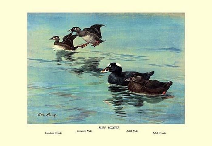 Surf Scoter Ducks by Allan Brooks - Art Print