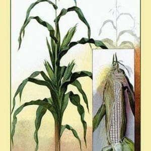 Sweet Corn - Art Print