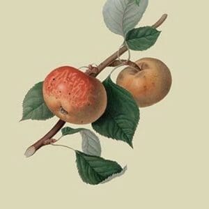 Sykehouse Apple by William Hooker #2 - Art Print