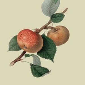 Sykehouse Apple by William Hooker - Art Print