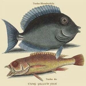 Tang & Yellow Fish by Mark Catesby #2 - Art Print