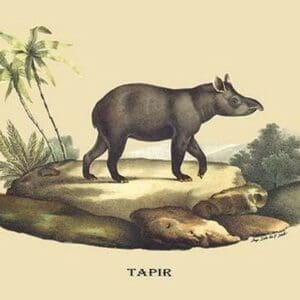 Tapir by E. F. Noel - Art Print