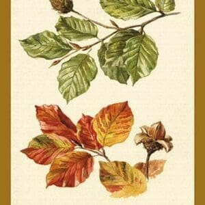 The Beech Leaves & Nut by W.H.J. Boot - Art Print