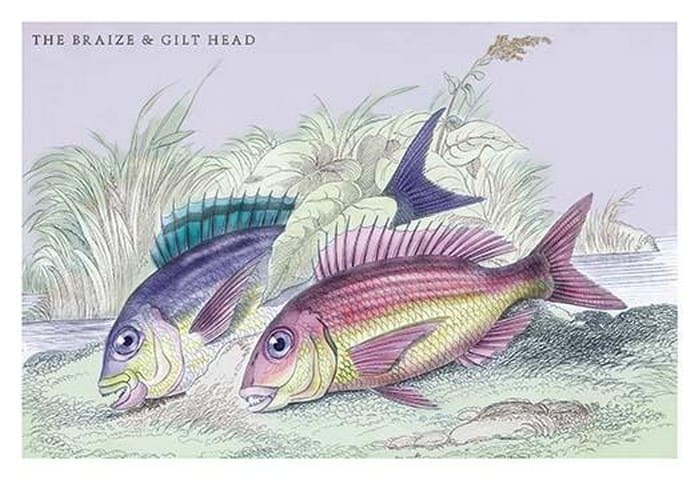The Braize and the Gilt Head by Robert Hamilton - Art Posters or Prints ...