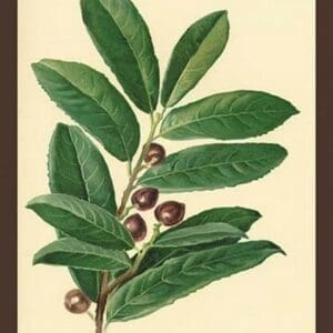 The Laruel. Foliage and Berries by W.H.J. Boot - Art Print