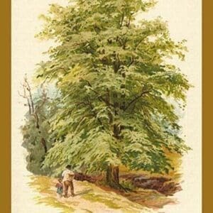 The Lime (Linden) by W.H.J. Boot - Art Print