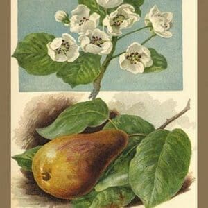 The Pear-Blossom. Pear. by W.H.J. Boot - Art Print