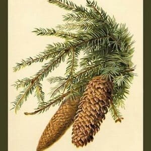 The Spruce Fir-Cones by W.H.J. Boot - Art Print
