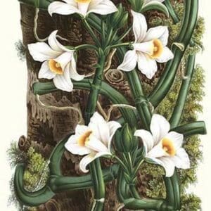 The Vanilla Orchid by Louis Benoit Van Houtte - Art Print