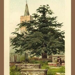 The Yew by W.H.J. Boot - Art Print