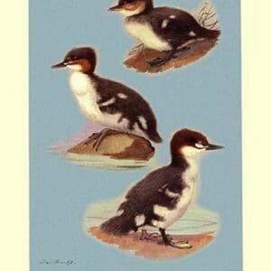 Three Downy Young Ducks by Allan Brooks - Art Print
