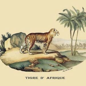 Tigre d'Afrique (Tiger) by E. F. Noel - Art Print