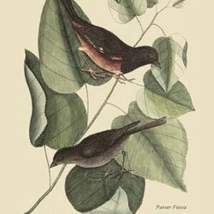 Towhe Bird by Mark Catesby #2 - Art Print