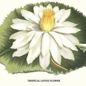 Tropical Lotus Flower by Louis Benoit Van Houtte - Art Print