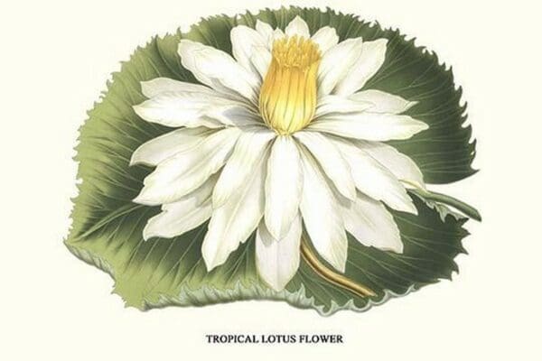 Tropical Lotus Flower by Louis Benoit Van Houtte - Art Print