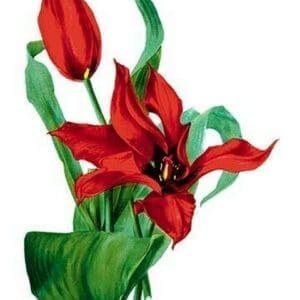 Tulipa Tubergeniana by H.G. Moon - Art Print