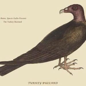 Turkey Buzzard by Mark Catesby - Art Print