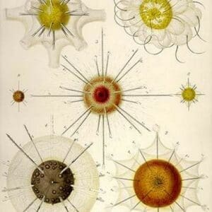 Types of Acanthometra by Ernst Haeckel - Art Print