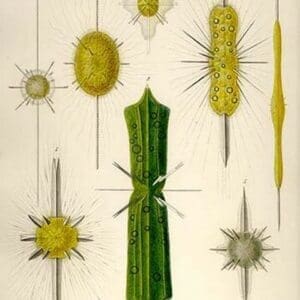 Types of Amphilonche by Ernst Haeckel - Art Print