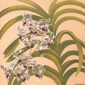 Vanda Suavis by H.G. Moon #2 - Art Print