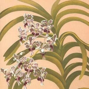 Vanda Suavis by Henry George Moon - Art Print