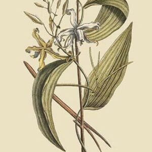 Vanilla Plant by Mark Catesby #2 - Art Print