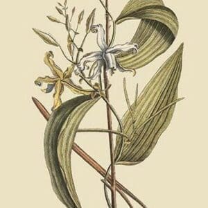 Vanilla Plant by Mark Catesby - Art Print