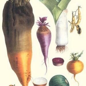 Various Vegetables by Philippe-Victoire Lev que de Vilmorin - Art Print