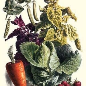Vegetables; Cabbage
