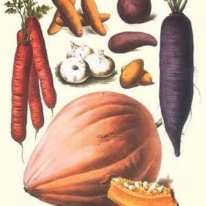 Vegetables; Carrot
