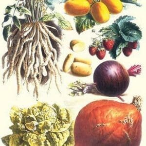 Vegetables; Lettuce