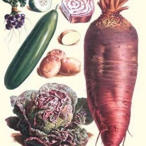 Vegetables; Raddish