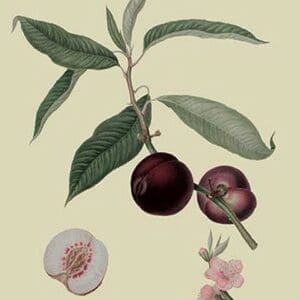 Vermash Nectarine by William Hooker - Art Print