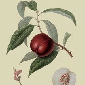 Violet Hative Nectarine by William Hooker #2 - Art Print
