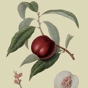 Violet Hative Nectarine by William Hooker - Art Print