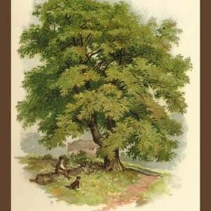 Walnut Tree by W.H.J. Boot - Art Print