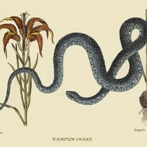 Wampum Snake by Mark Catesby #2 - Art Print
