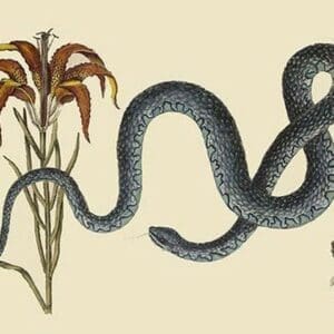 Wampum Snake by Mark Catesby - Art Print