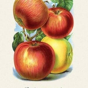 Washington and Granny Smith Apples - Art Print