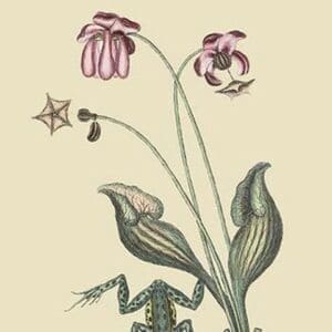 Water Frog by Mark Catesby #2 - Art Print