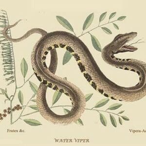 Water Viper -Viper Mouth by Mark Catesby #2 - Art Print