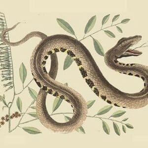 Water Viper -Viper Mouth by Mark Catesby - Art Print