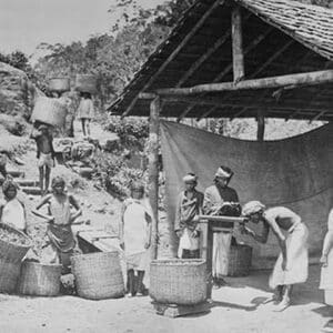 Weighing Ceylon Tea - Art Print